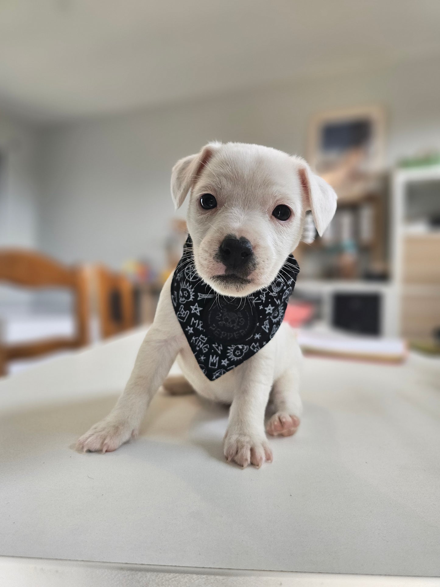 Bandana Rock&Roll Noir